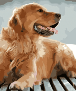 Dogs Paint by numbers - Custom paint by number