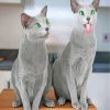 Funny Russian Blue Cats Paint by numbers