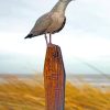 Seagull-Bird-On-Wooden-Bat-paint-by-number