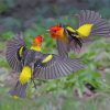 Western Tanager Birds Paint by numbers