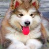 baby-fluffy-alaskan-malamute-paint-by-numbers