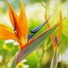 Orange Bird Of Paradise paint by numbers