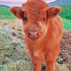 fluffy-highland-cow-baby-paint-by-numbers-510x639-1