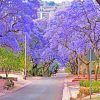 purple-bloom-pretoria-paint-by-number