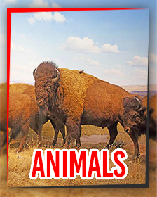 Animals