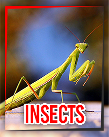 Insects