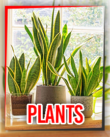 Plants